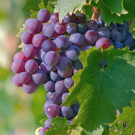 grapes grape seed extract vitis vinifera thinkstockphotos 164089709 edit square